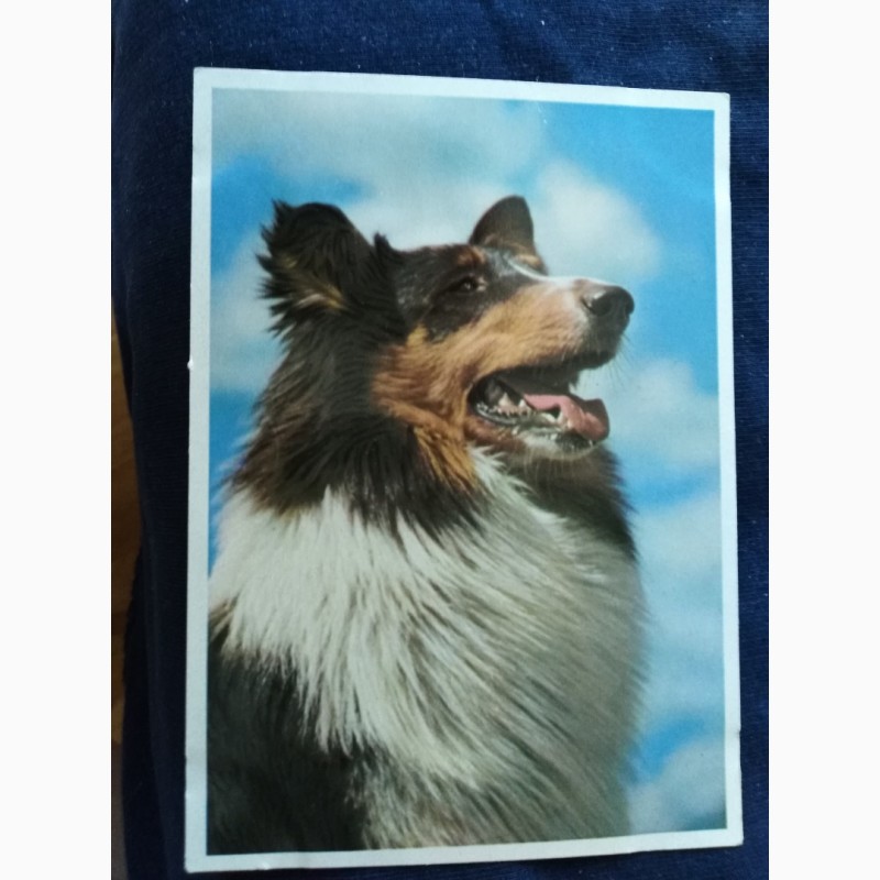 Фото 10. Набор открыток Породы собак, Германия