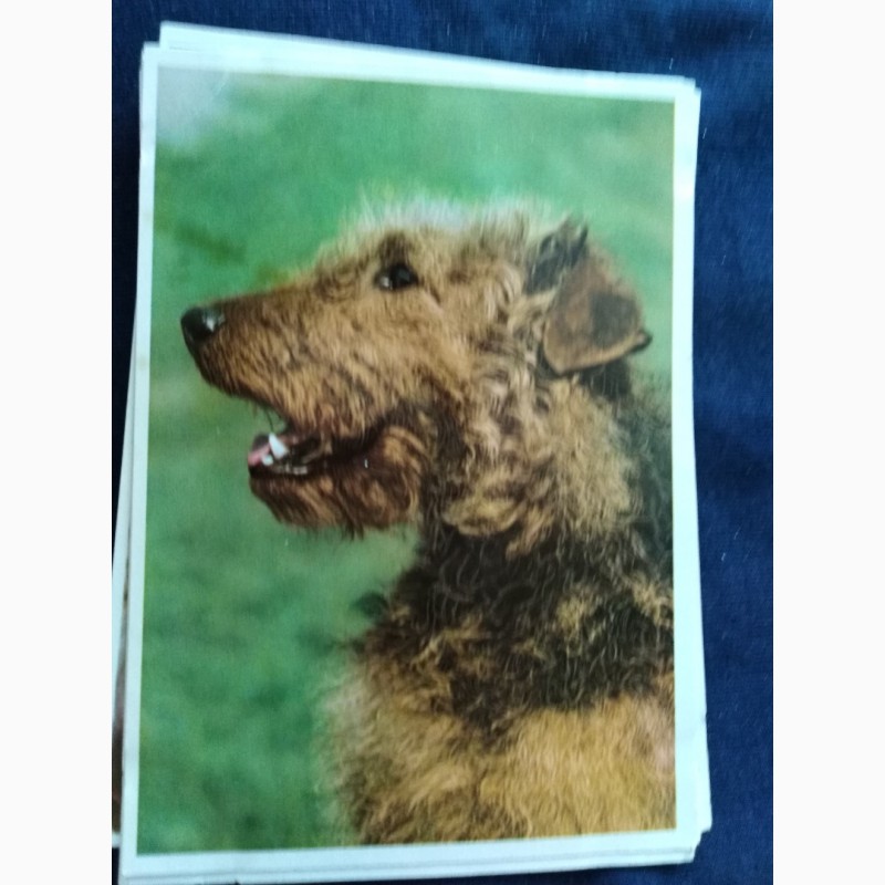 Фото 3. Набор открыток Породы собак, Германия