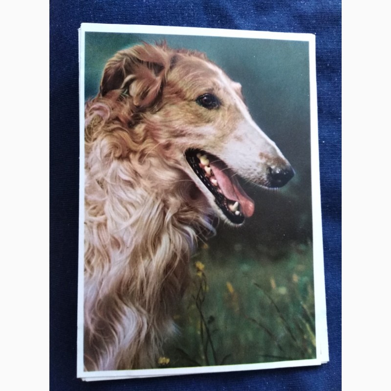 Фото 4. Набор открыток Породы собак, Германия