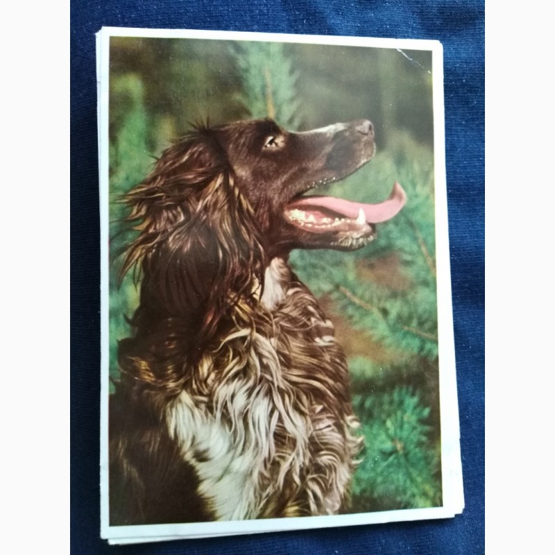 Фото 5. Набор открыток Породы собак, Германия