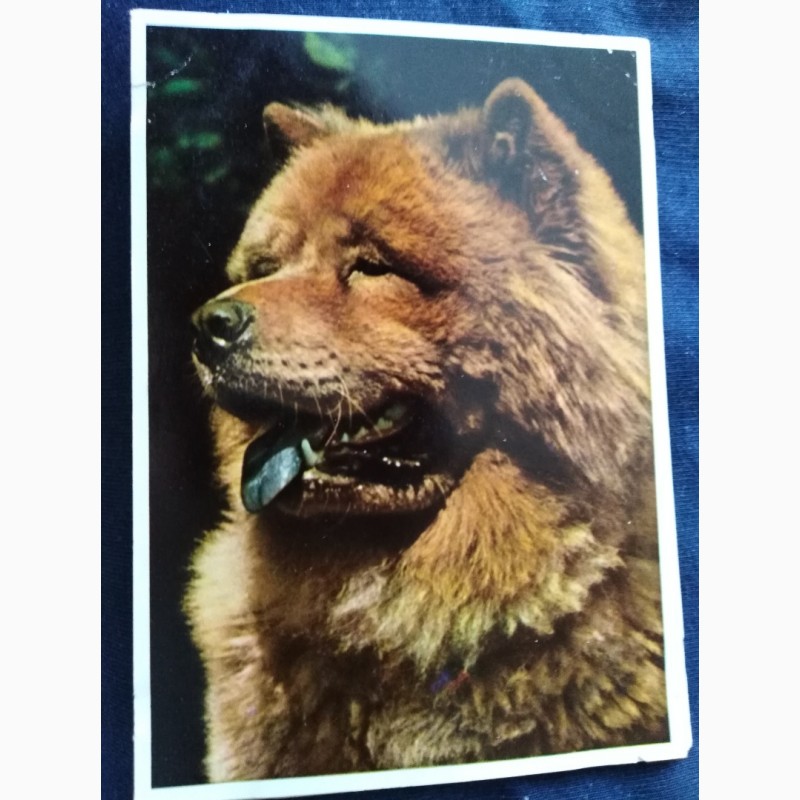 Фото 6. Набор открыток Породы собак, Германия