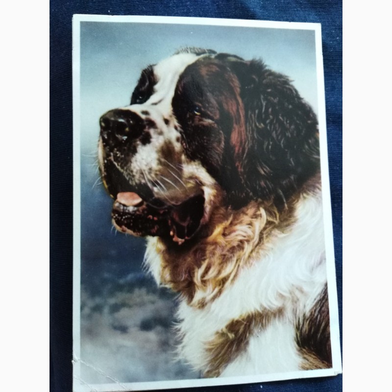 Фото 7. Набор открыток Породы собак, Германия