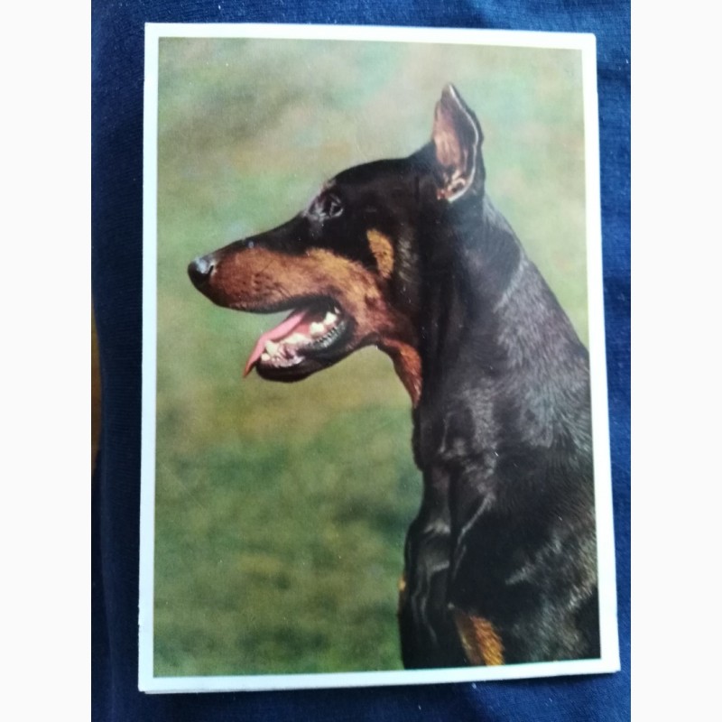 Фото 8. Набор открыток Породы собак, Германия