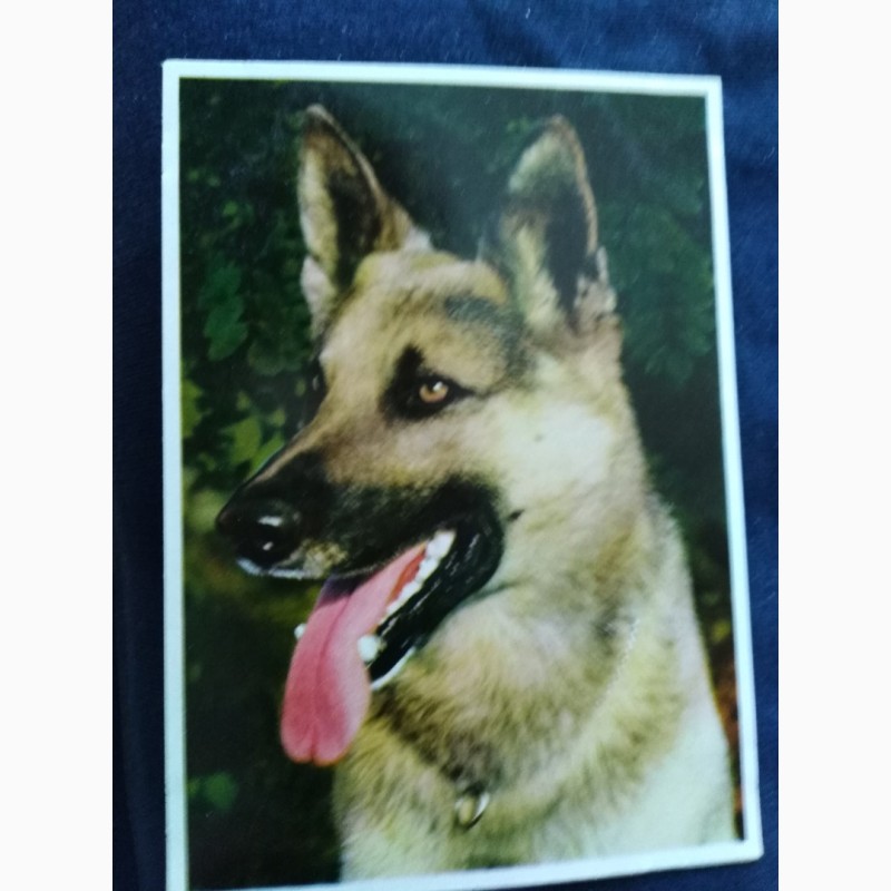 Фото 9. Набор открыток Породы собак, Германия