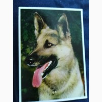 Набор открыток Породы собак, Германия