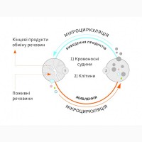 Поліпшення мікроциркуляції крові позитивно впливає на регенерацыю організму та імунітет