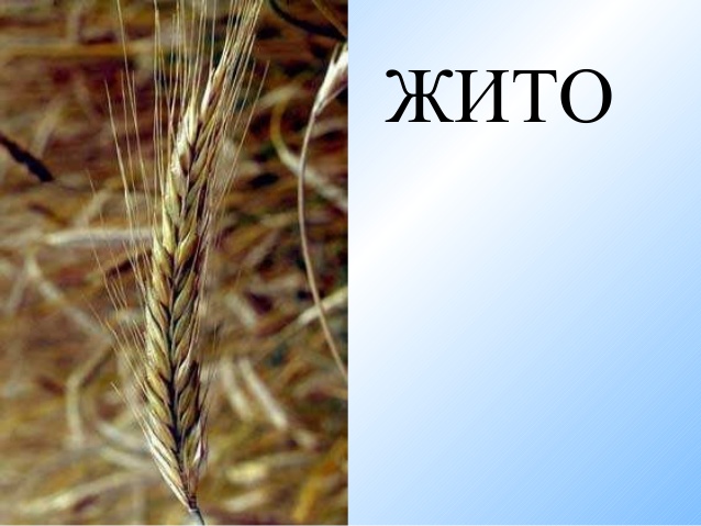 Про жито. Жито. Что такое жито кратко. Жито в истории. Что такое слово жито.