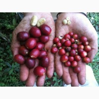Кофе в зернах МАРАГОДЖИП арабика 250 гр. Никарагуа. Свежеобжаренный кофе