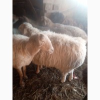 Продам котных овец курдючной породы
