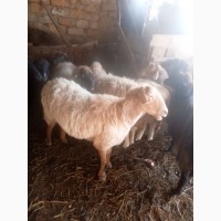 Продам котных овец курдючной породы