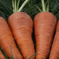 Продам моркву високої якості оптом, Житомирська область