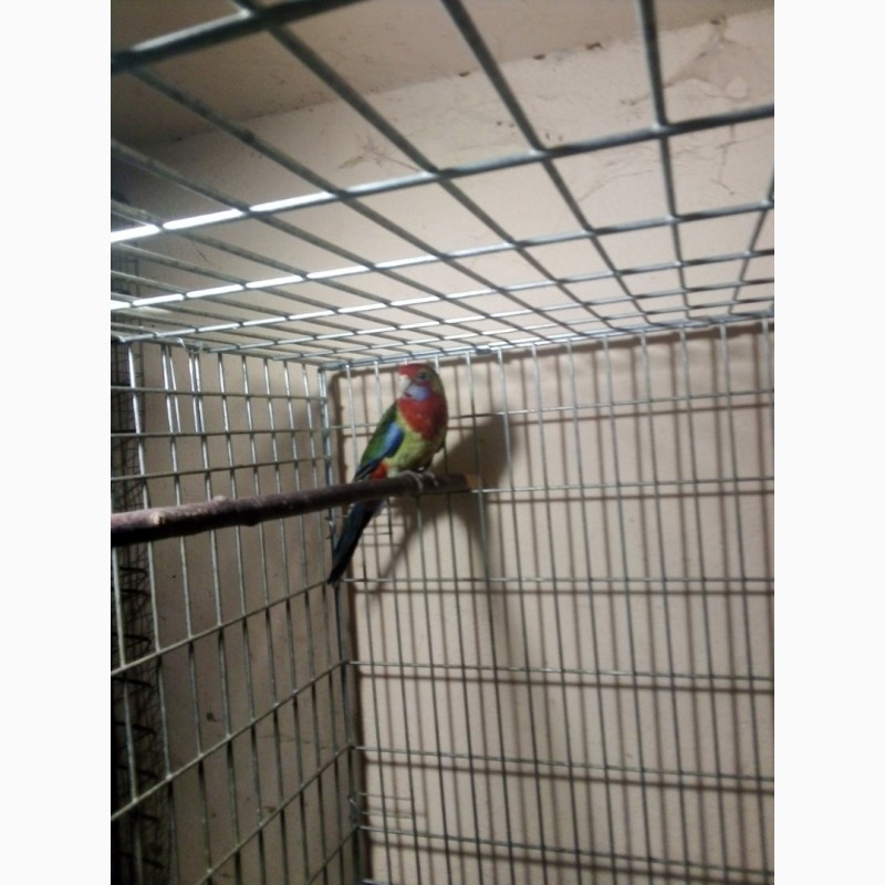 Фото 5. Попугаи Пенантовая розелла