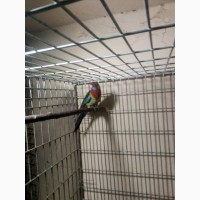 Попугаи Пенантовая розелла