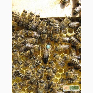 Пчёлы. Пчелиные плодные (меченые) матки и ПП Карпатка. ВСЯ УКРАИНА