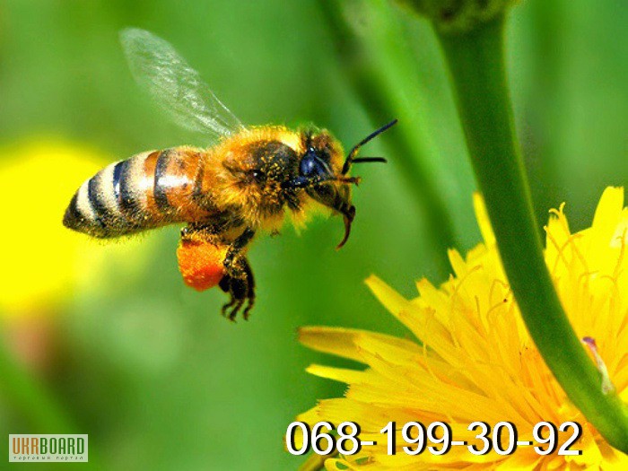 Фото 2. Пчёлы. Пчелиные плодные (меченые) матки и ПП Карпатка. ВСЯ УКРАИНА