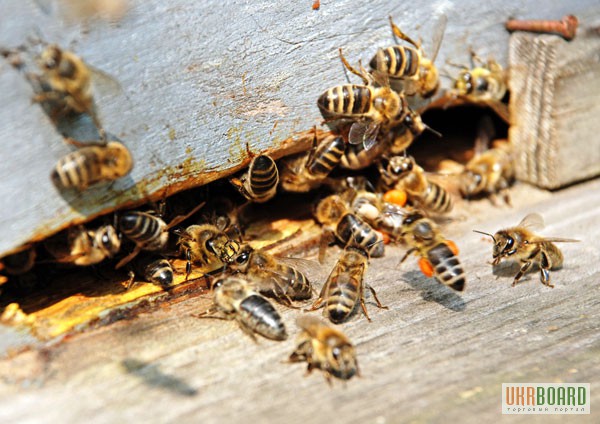 Фото 3. Пчёлы. Пчелиные плодные (меченые) матки и ПП Карпатка. ВСЯ УКРАИНА