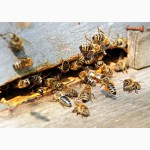 Пчёлы. Пчелиные плодные (меченые) матки и ПП Карпатка. ВСЯ УКРАИНА