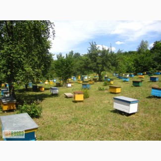 Пчелосемьи купить Украина Харьков