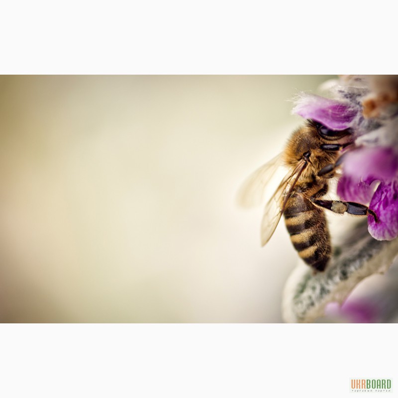 Фото 2. Пчелопакеты – украинская степная, рутовская система