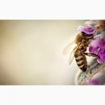 Пчелопакеты – украинская степная, рутовская система