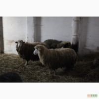 Вівці Карпатьської породи