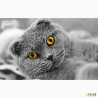Коты персы, коты породы скоттиш фолд, коты британской породы в Харькове