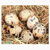 Инкубационное яйцо Эстонского перепела