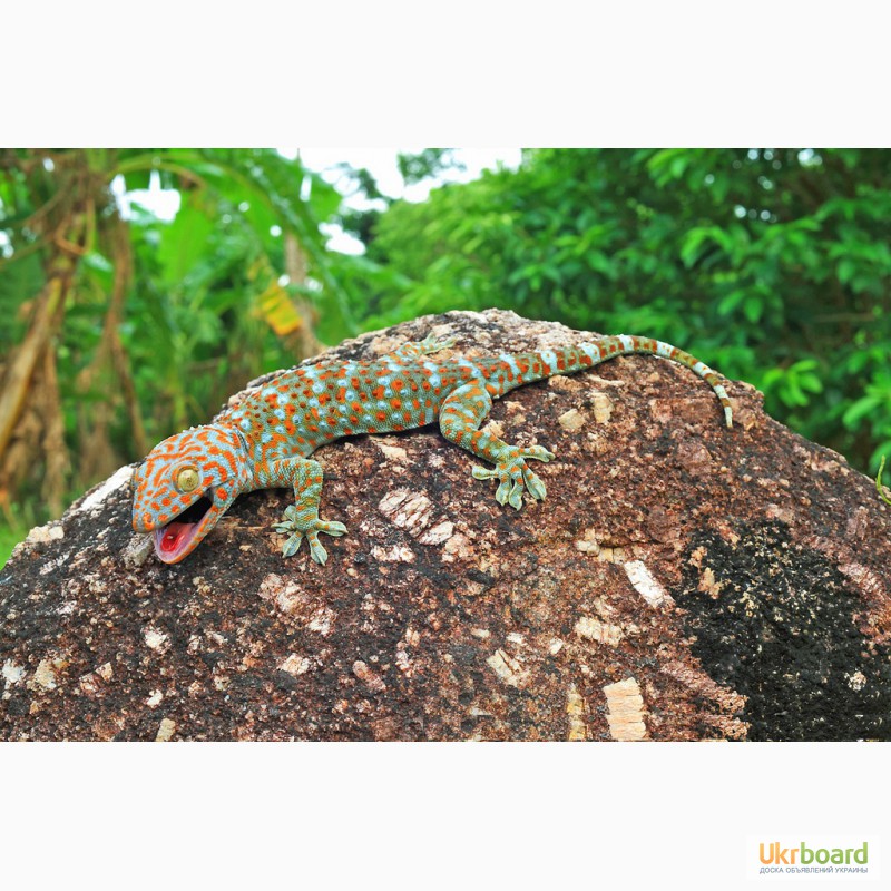 Фото 2/2. Геккон токи (Gekko gecko)