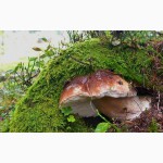 Мицелий белых грибов для выращивания грибов под деревьями, в питомниках, в помещениях