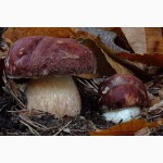 Мицелий белых грибов для выращивания грибов под деревьями, в питомниках, в помещениях
