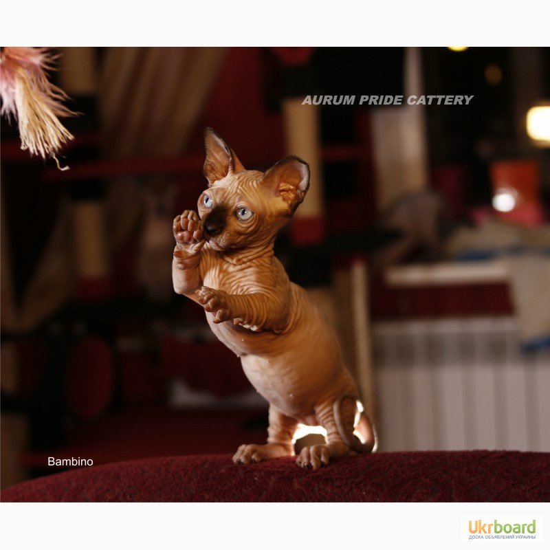 Фото 16. Продажа голубоглазых котят канадского сфинкса, бамбино, эльф