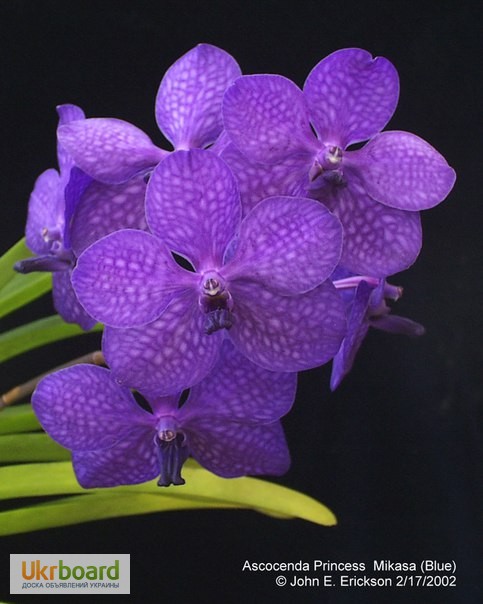 Фото 2. Ванда, Vanda, орхидея Ascocenda Rrincess Mikasa Blue