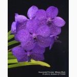 Ванда, Vanda, орхидея Ascocenda Rrincess Mikasa Blue