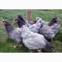 Подрощеные цыплята Доминант от 3х недель