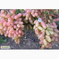 Саженцы винограда: Юбилей Новочеркасска