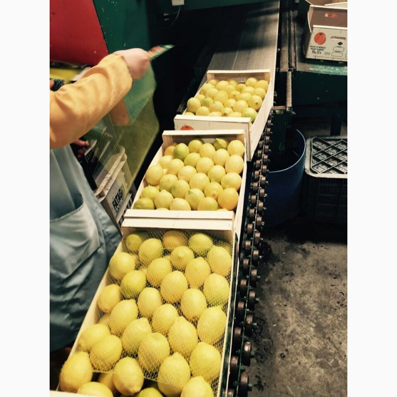 Фото 2. Лимоны Марокканские