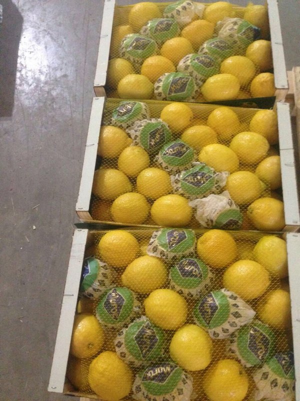 Фото 3. Лимоны Марокканские