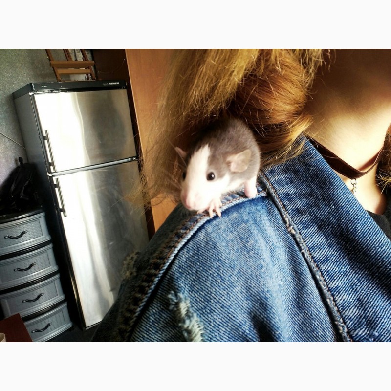Крысенок дамбо