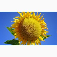 Посівний матеріал соняшнику гібрид Барса /насіння соняшнику