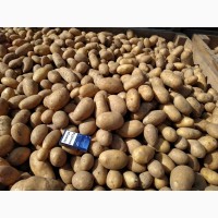 Продажа картофеля оптом из Р.Б