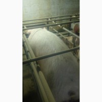 Продам свиноматки