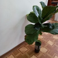 Фикус лировидный (лирата) крупно листый с проснувшейся почкой