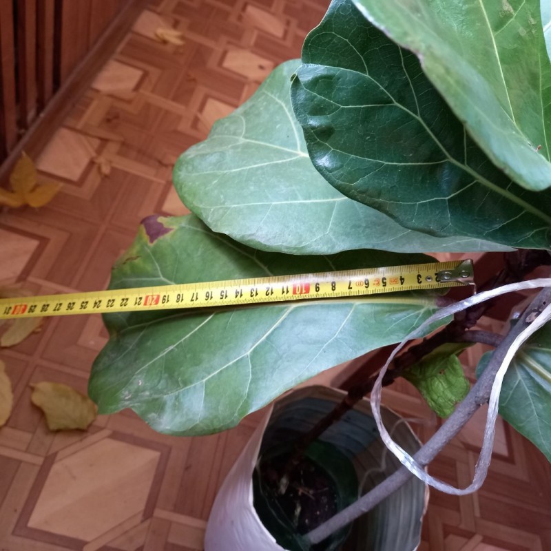 Фото 5. Фикус лировидный (лирата) крупно листый с проснувшейся почкой