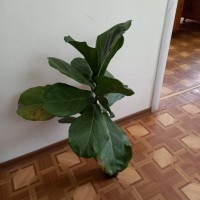 Фикус лировидный (лирата) крупно листый с проснувшейся почкой