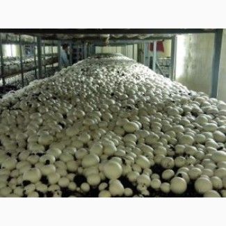 Приглашаем на работу женщин на сбор грибов. Польша