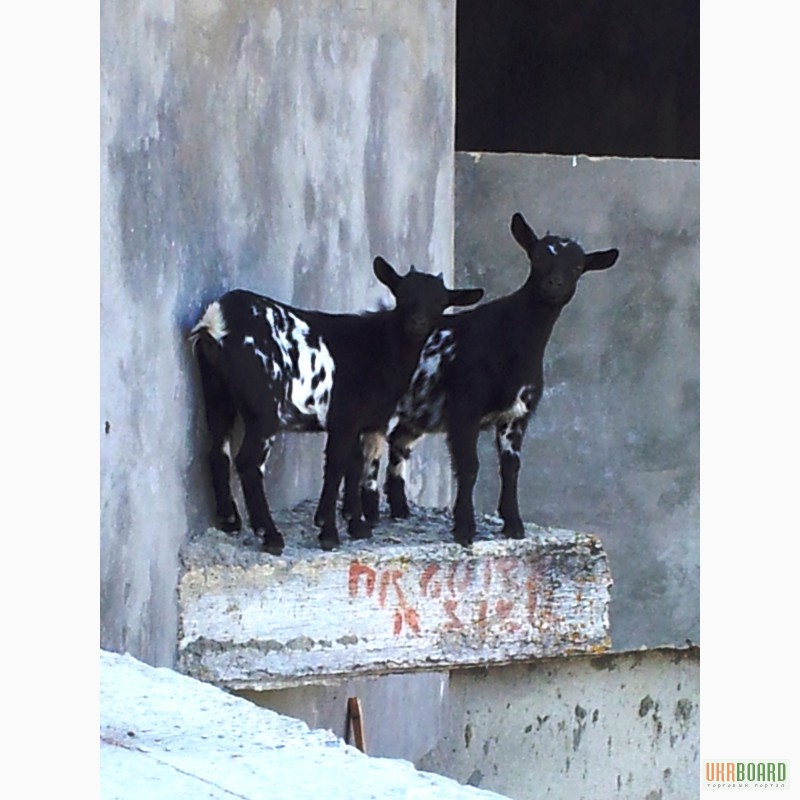 Фото 2. Породистые камерунские мини козы с документами (козлята)