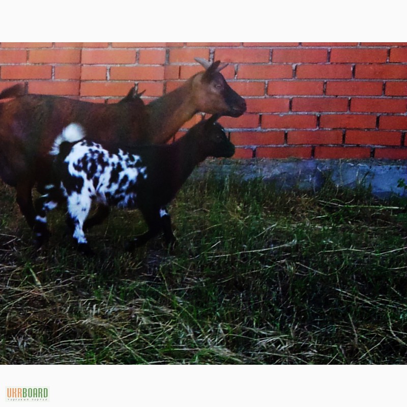Фото 6. Породистые камерунские мини козы с документами (козлята)