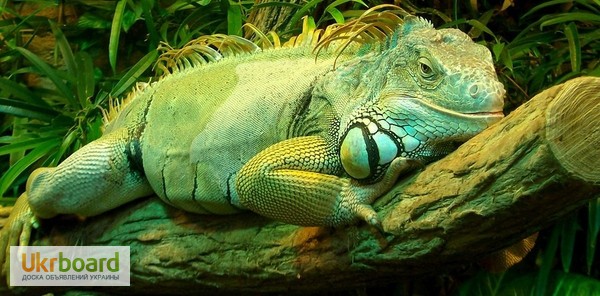 Фото 1/2. Зеленая игуана ( iguana )