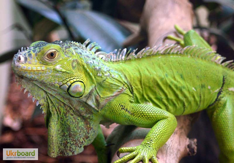 Фото 2/2. Зеленая игуана ( iguana )
