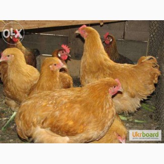 Суточные и подрощенные цыплята Голошейки и Редбро (280-300 яиц)